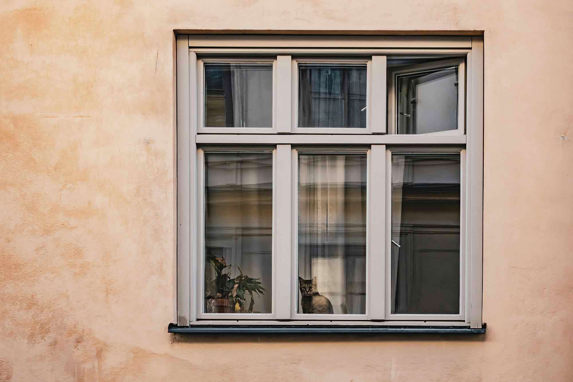 Katt i fönster